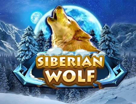 Siberian Wolf